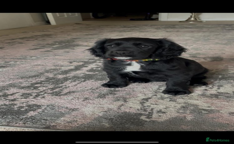 Cocker Spaniel dogs in Sittingbourne - Advert 13