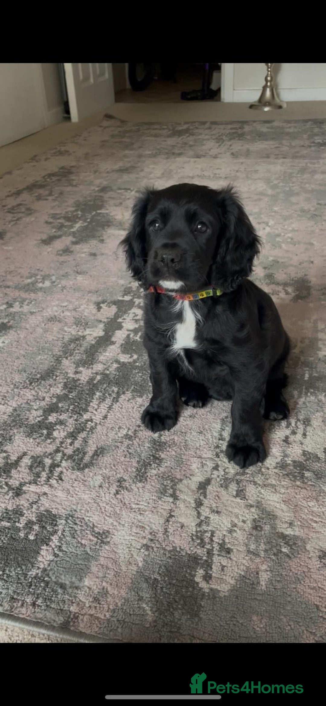 Cocker Spaniel dogs for sale: Cocker READY NOW 14 weeks old not 5 months.  in Sittingbourne - Image 1