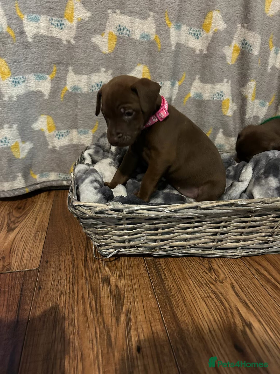 Patterdale Terrier dogs for sale: Beautiful Patterdale Terrier Puppies - Advert 6