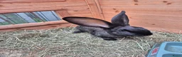 Continental Giant rabbits for sale: Giant Continental Rabbit  in Falkirk - Advert 2