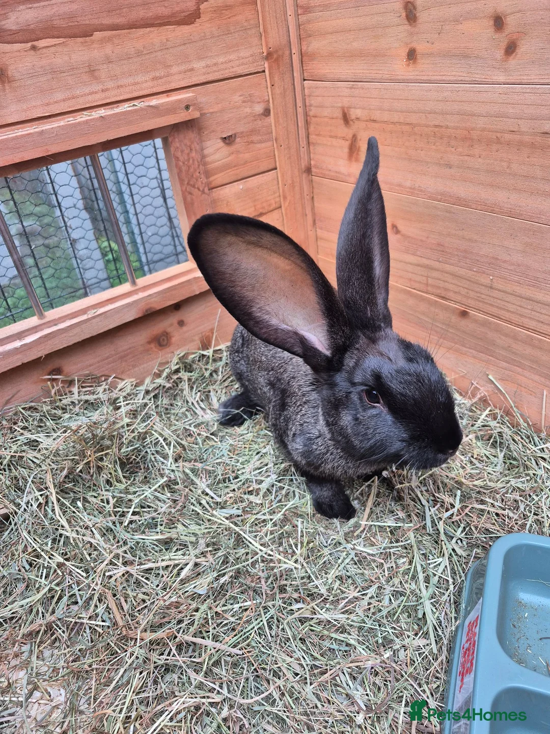 Continental Giant rabbits for sale: Giant Continental Rabbit  in Falkirk - Advert 2