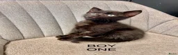 Mixed Breed cats for sale: Kittens 1/2 Maine coon. 8wks & ready to leave.  - Advert 8