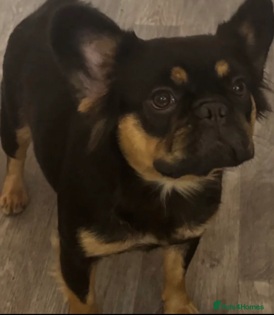 French Bulldog dogs for sale: Fluffy French bulldogs  in Chelmsford - Advert 2