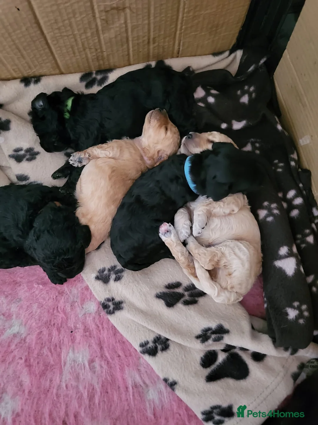 Cavapoo dogs for stud:  PROVEN F1 Cavapoo for stud in Birmingham - Advert 11