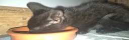 Mixed Breed cats for sale: Perfect little babies - Advert 4