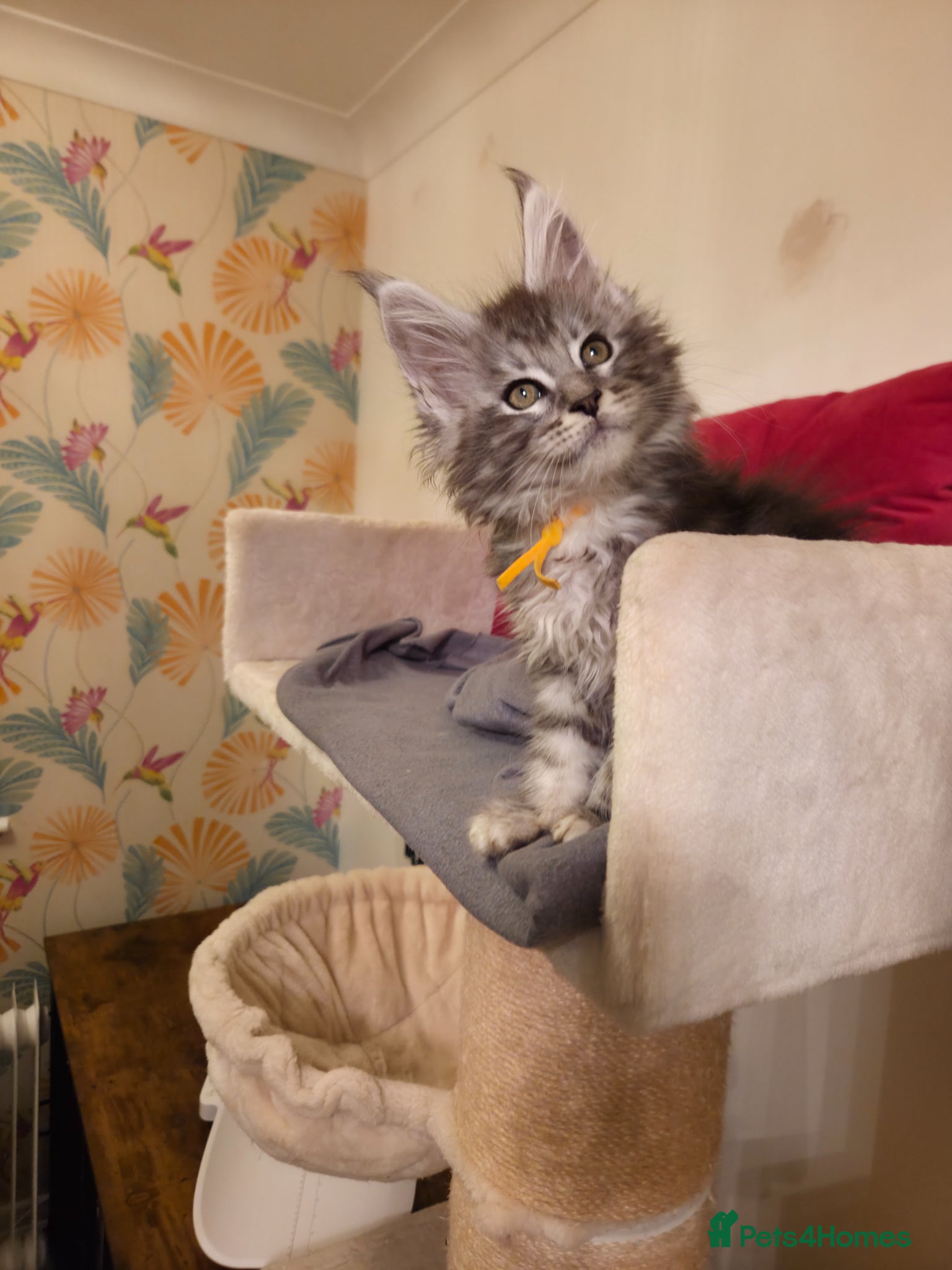 Maine Coon cats Outstanding Quality TICA reg Kittens - Advert 2