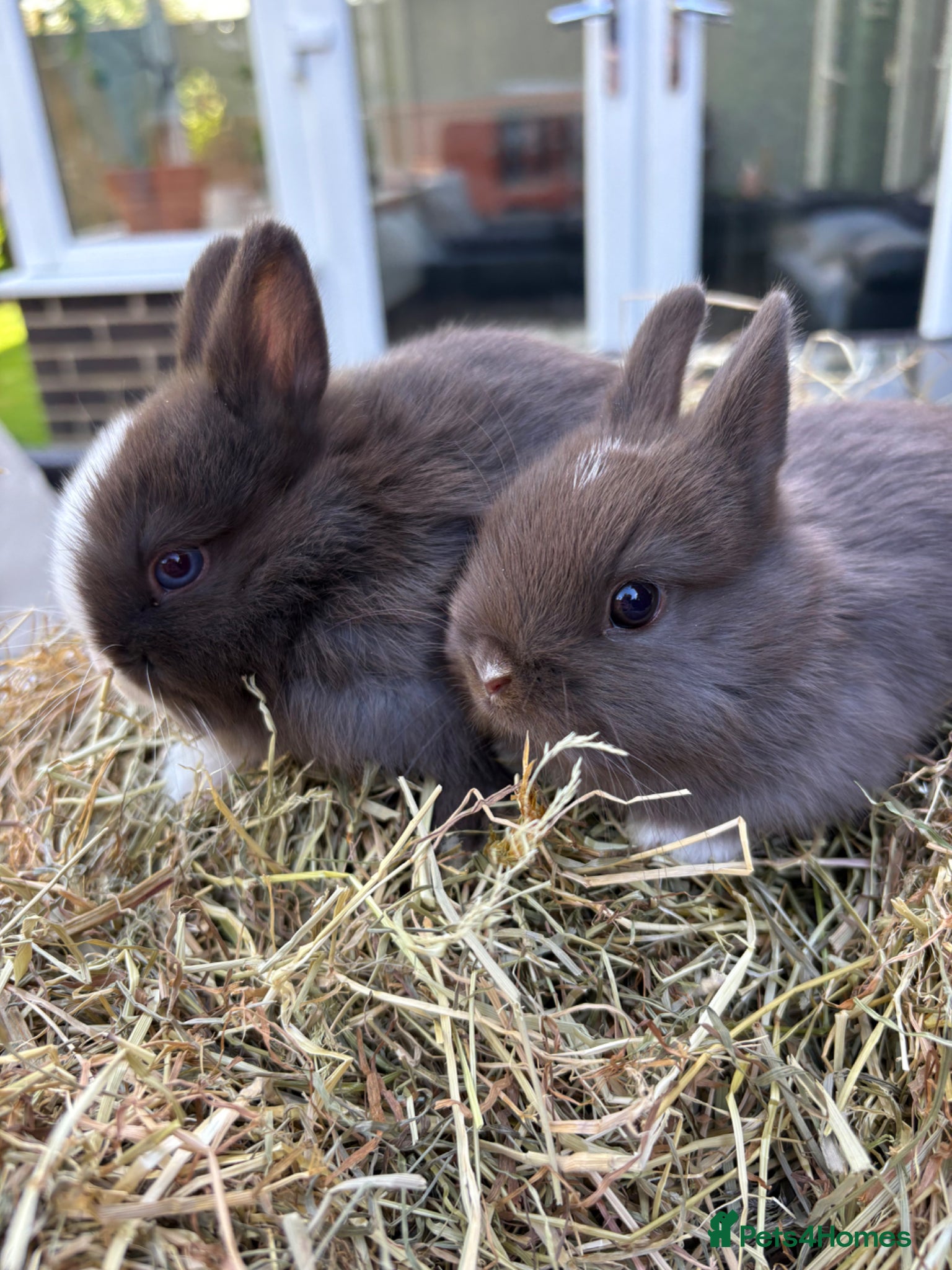 Netherland Dwarf rabbits Last 2 available  Pure Netherland dwarf babies  - Advert 17