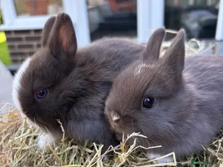Netherland Dwarf rabbits Last 2 available Pure Netherland dwarf babies - Advert 17