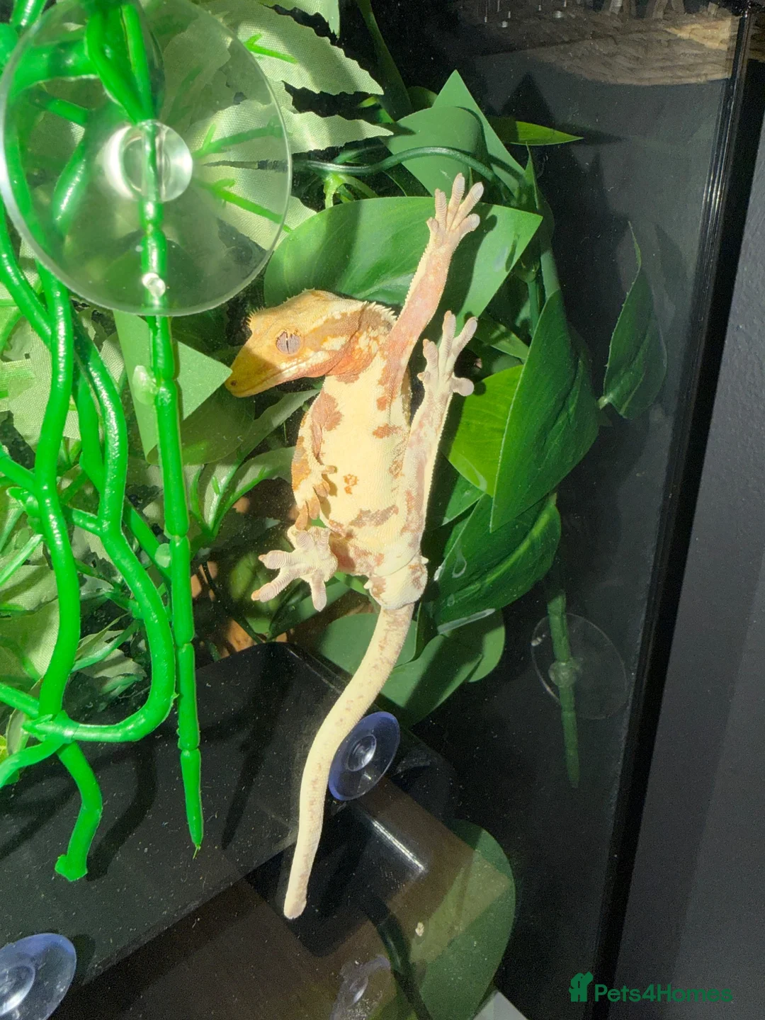 Gecko reptiles for sale: Male Lily White Crested Gecko - Advert 2