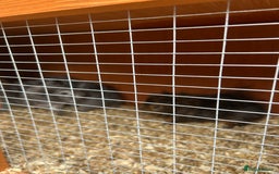 Guinea Pig rodents for sale: 3 male guinea pigs free to a loving home  - Image 2