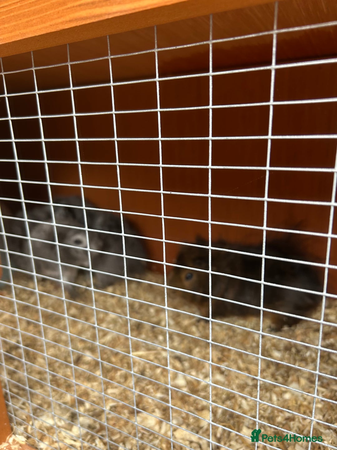 Guinea Pig rodents for sale: 3 male guinea pigs free to a loving home  - Image 2