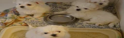 Maltese dogs for sale: KC MALTESE Puppies Males and Female in Bristol - Advert 2