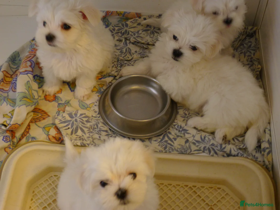 Maltese dogs for sale: KC MALTESE Puppies Males and Female in Bristol - Advert 2
