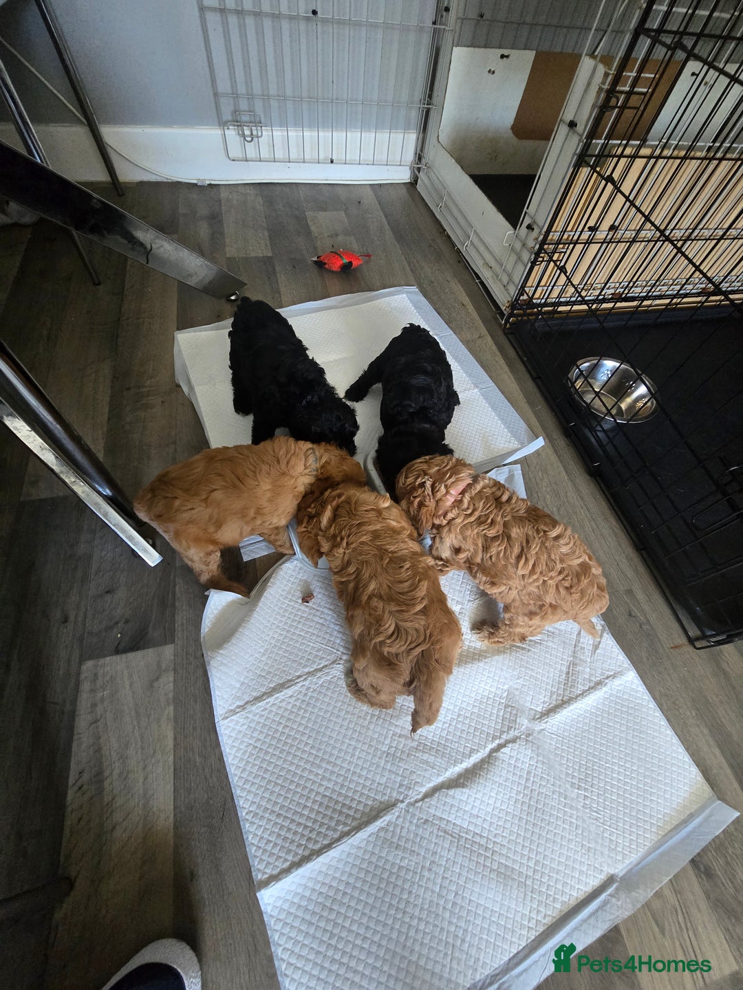 Cavapoo dogs for sale: REDUCED AMAZING F1 cavapoo puppies  - Image 3