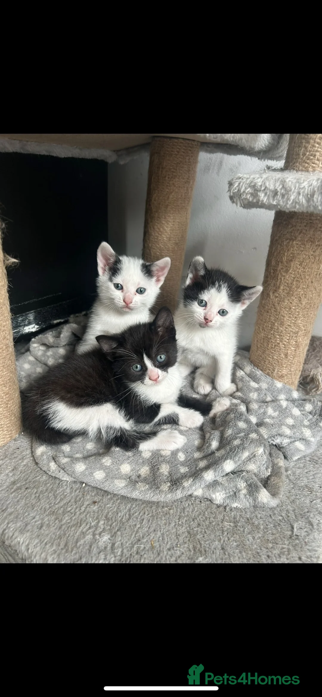 Mixed Breed cats for sale: Kittens for sale READY TO GO NOW  - Advert 1