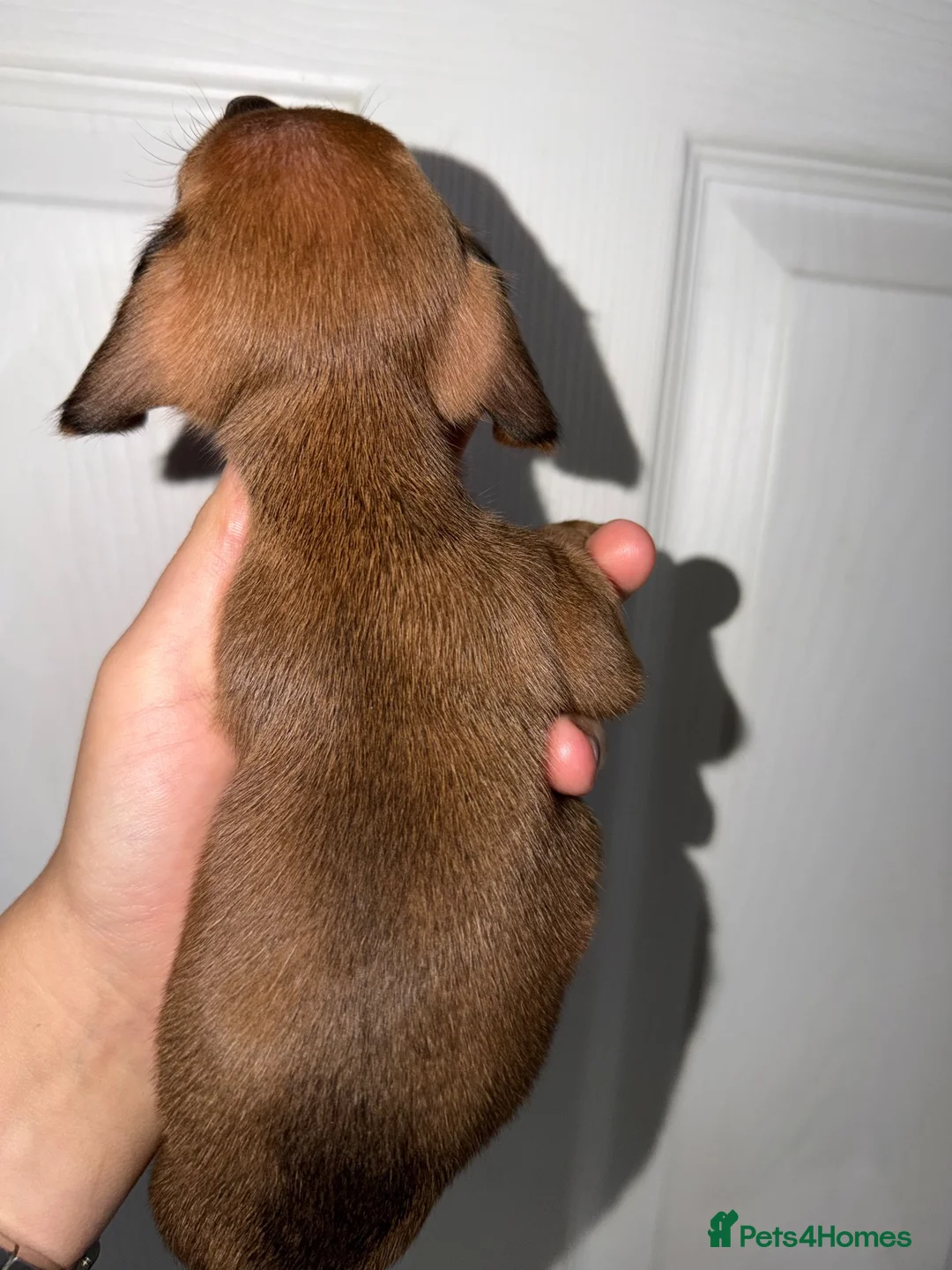 Dachshund dogs for sale: 5 Beautiful dachshund puppy’s  - Advert 12