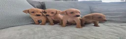 Labrador Retriever dogs for sale: Fox red labrador puppies  in Sunderland - Advert 13