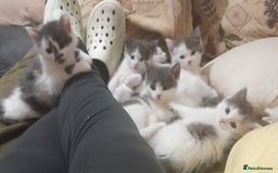 Siamese cats for sale: Bi colour blue and white kittens - Image 1