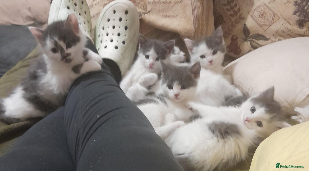 Siamese cats for sale: Bi colour blue and white kittens - Image 1