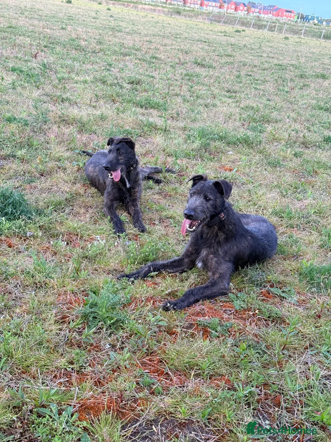 Lurcher dogs for sale: 2 lurchers for good home  in Liverpool - Advert 2