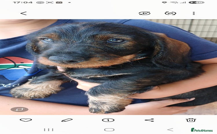 Dachshund dogs - Advert 7