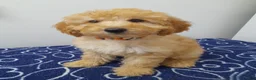 Miniature Poodle dogs for sale: Beautiful miniature poodle puppies ready now - Advert 7