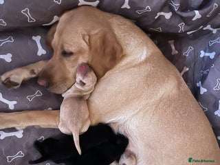 Labrador Retriever dogs Black female and yellow female - Advert 10