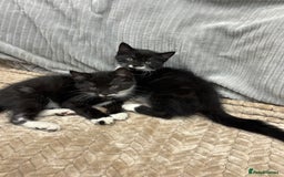British Longhair cats for sale: 3 beautiful kittens - Image 6