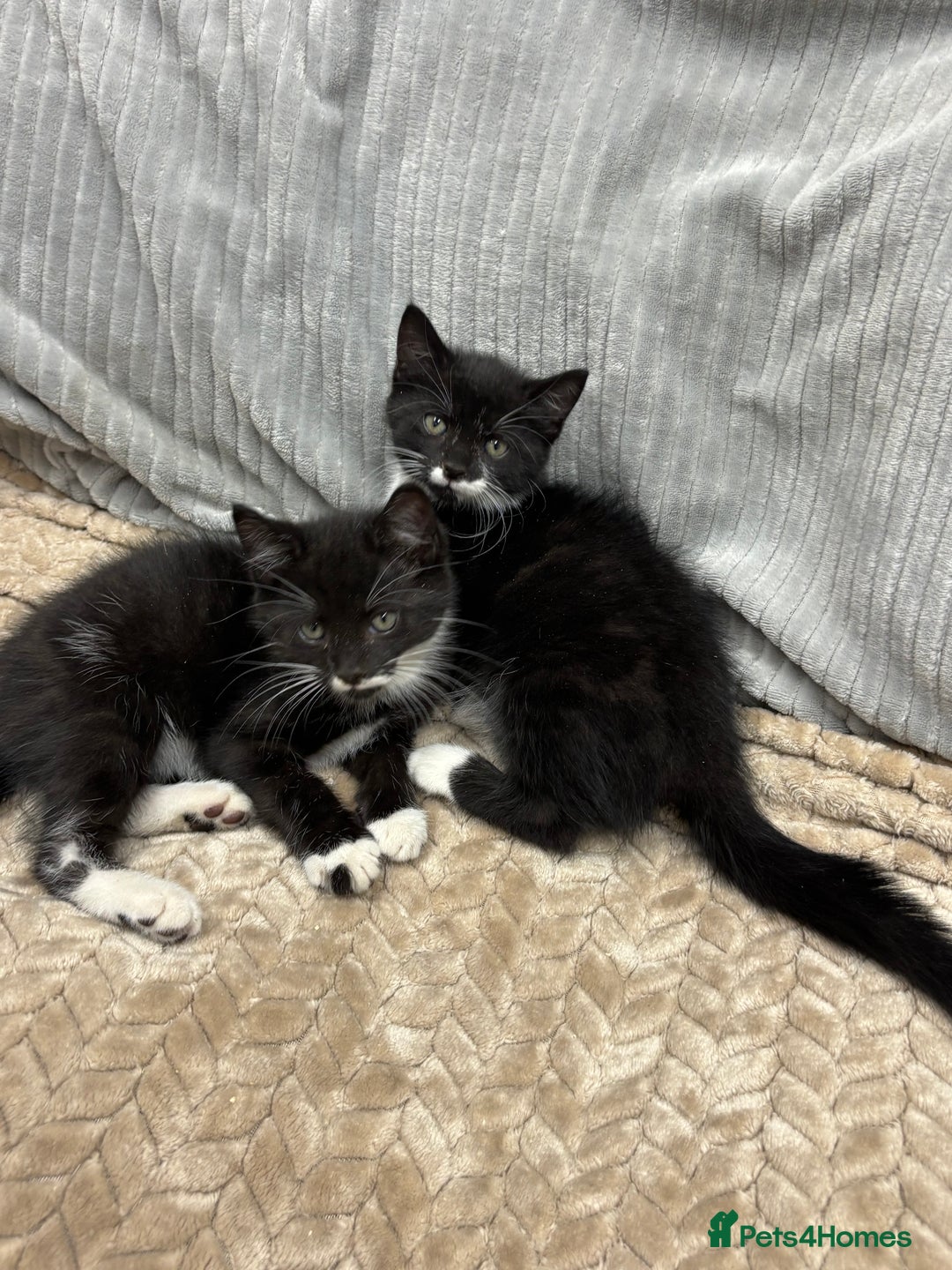 British Longhair cats for sale: 3 beautiful kittens - Image 6