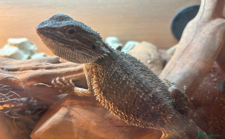 Bearded Dragon reptiles - Advert 3