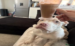 American Bully dogs for sale: Milo  - Image 3