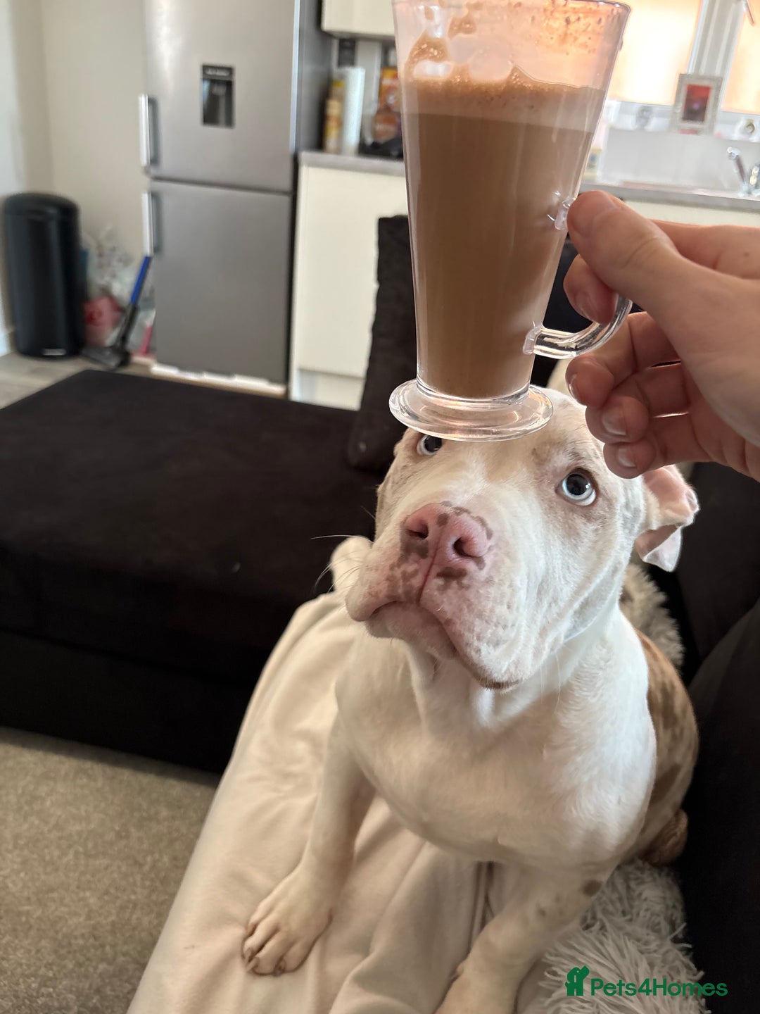 American Bully dogs for sale: Milo  - Image 3