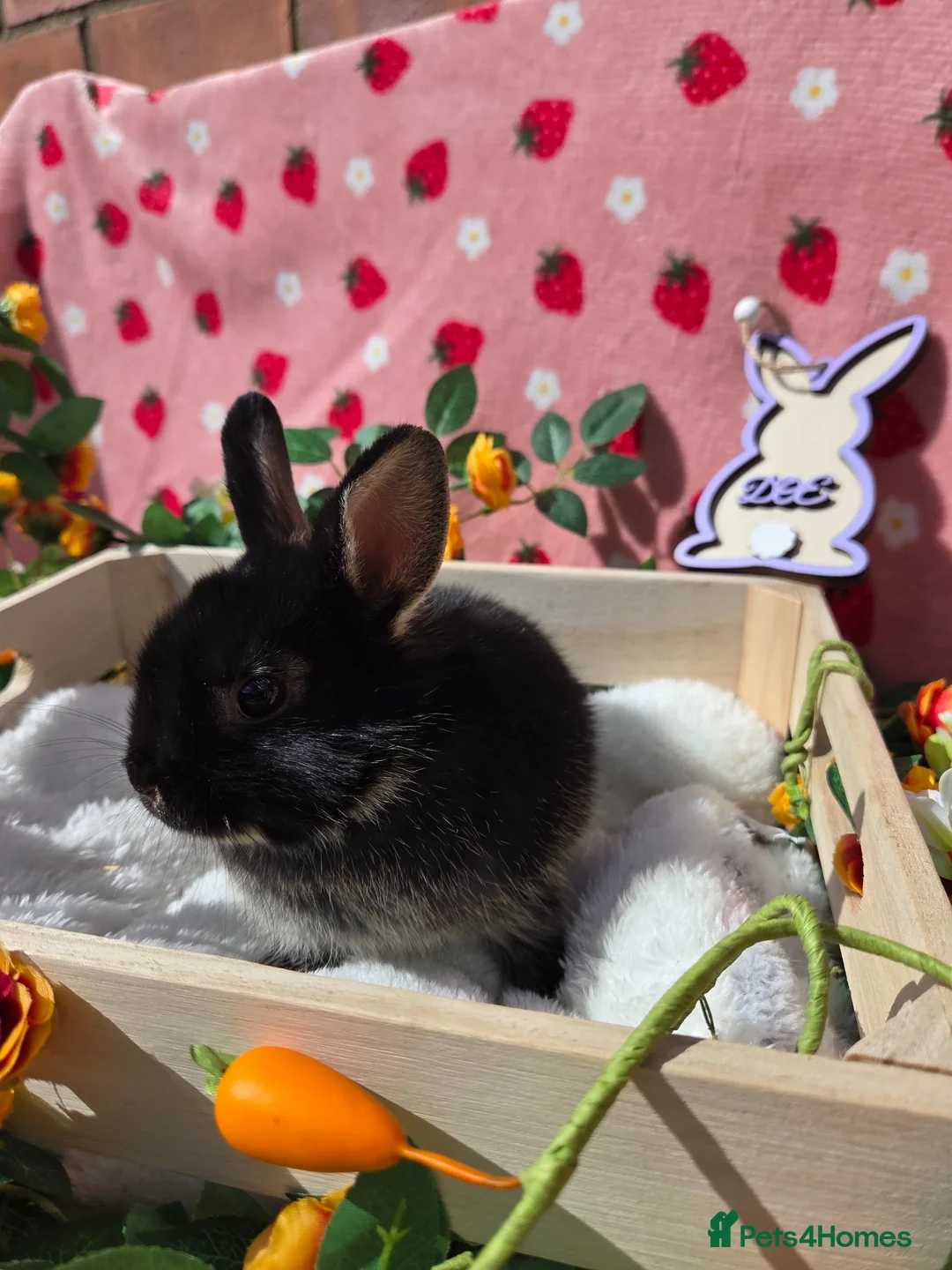 Netherland Dwarf rabbits for sale: Last 2 Netherland Dwarf black otter Does 8weeks - Advert 2