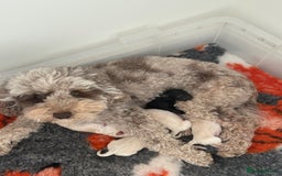 Maltipoo dogs for sale: Adorable F1B Merle** Maltipoo Puppies for sale - Image 2