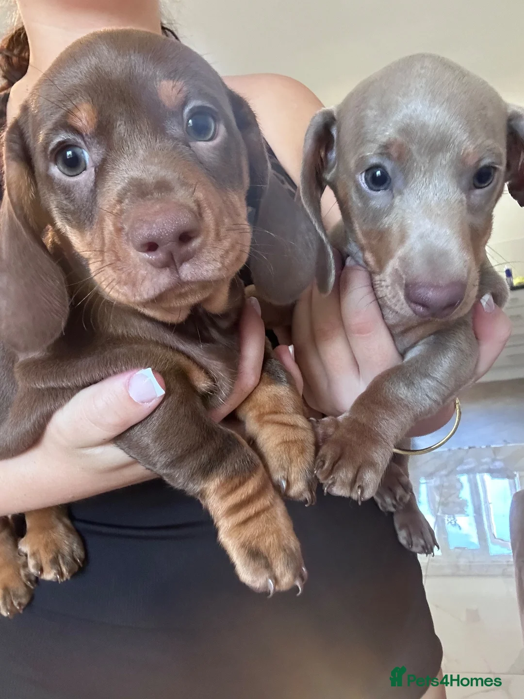 Dachshund dogs for sale: Ronnie and Reggie 💙💙 ready now - Advert 1