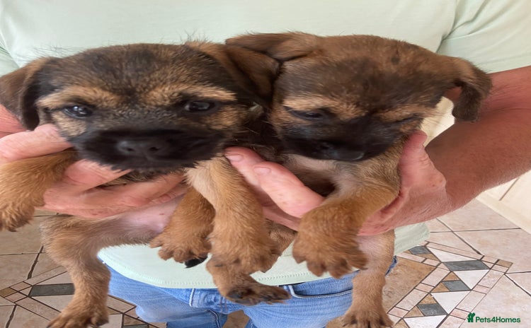 Border Terrier dogs - Advert 3