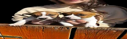 Jack Russell dogs for sale: Jack Russell puppy’s  - Advert 1