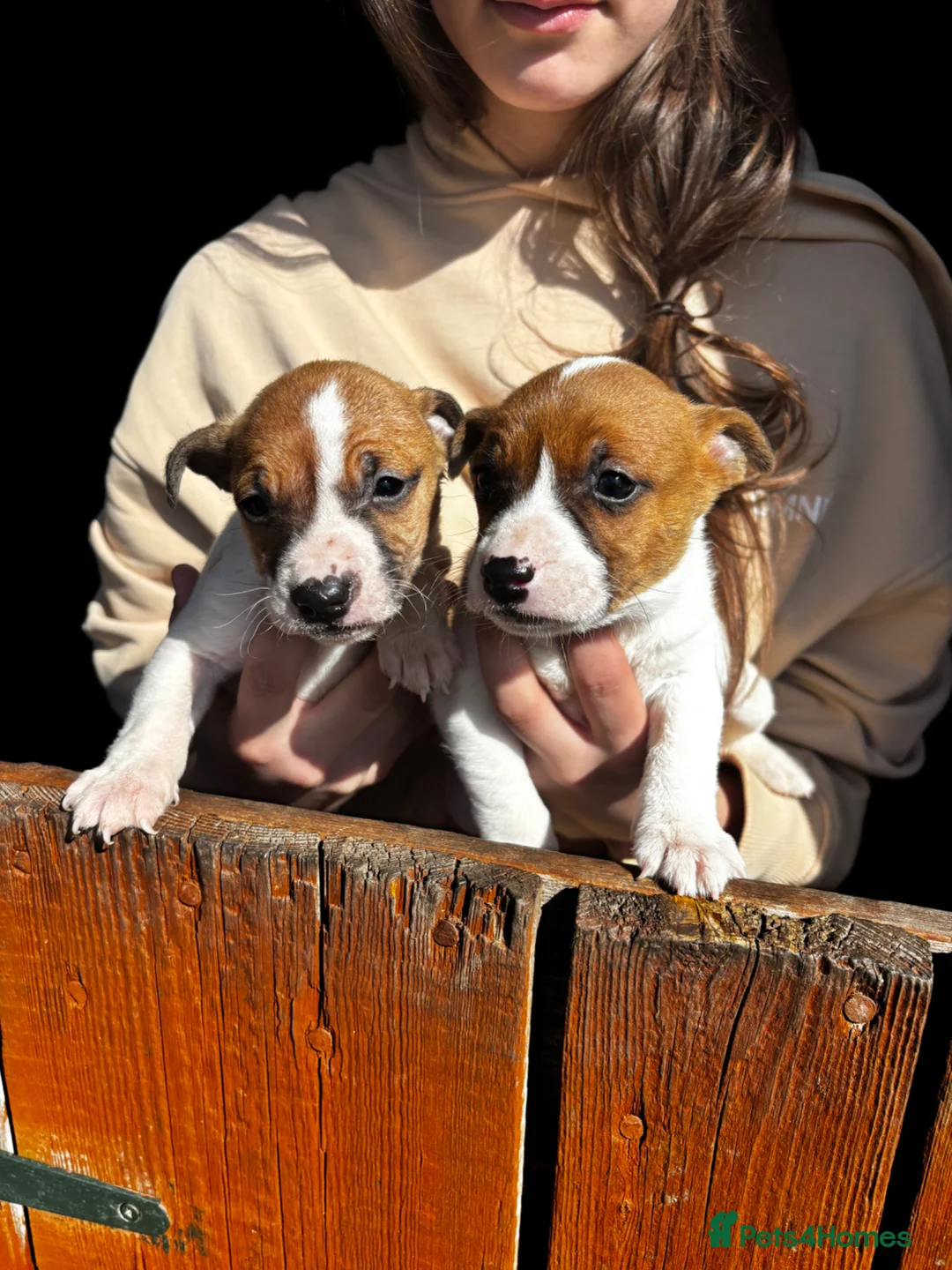 Jack Russell dogs for sale: Jack Russell puppy’s  - Advert 1