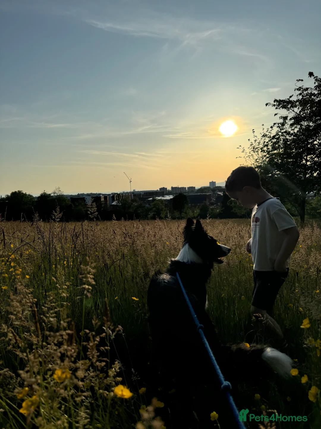 Border Collie dogs for sale: Border collie  - Advert 2