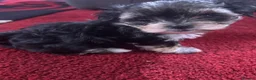 Morkie dogs for sale: 3 morkie puppies  - Advert 10