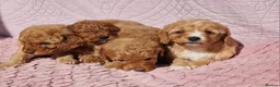Cockapoo dogs for sale: Beautiful health clear Cockapoo's in Staines - Advert 6