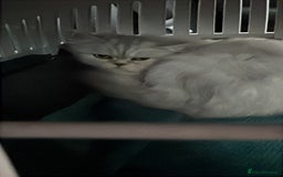 Scottish Fold cats for sale: Scottish Straight  - Image 6