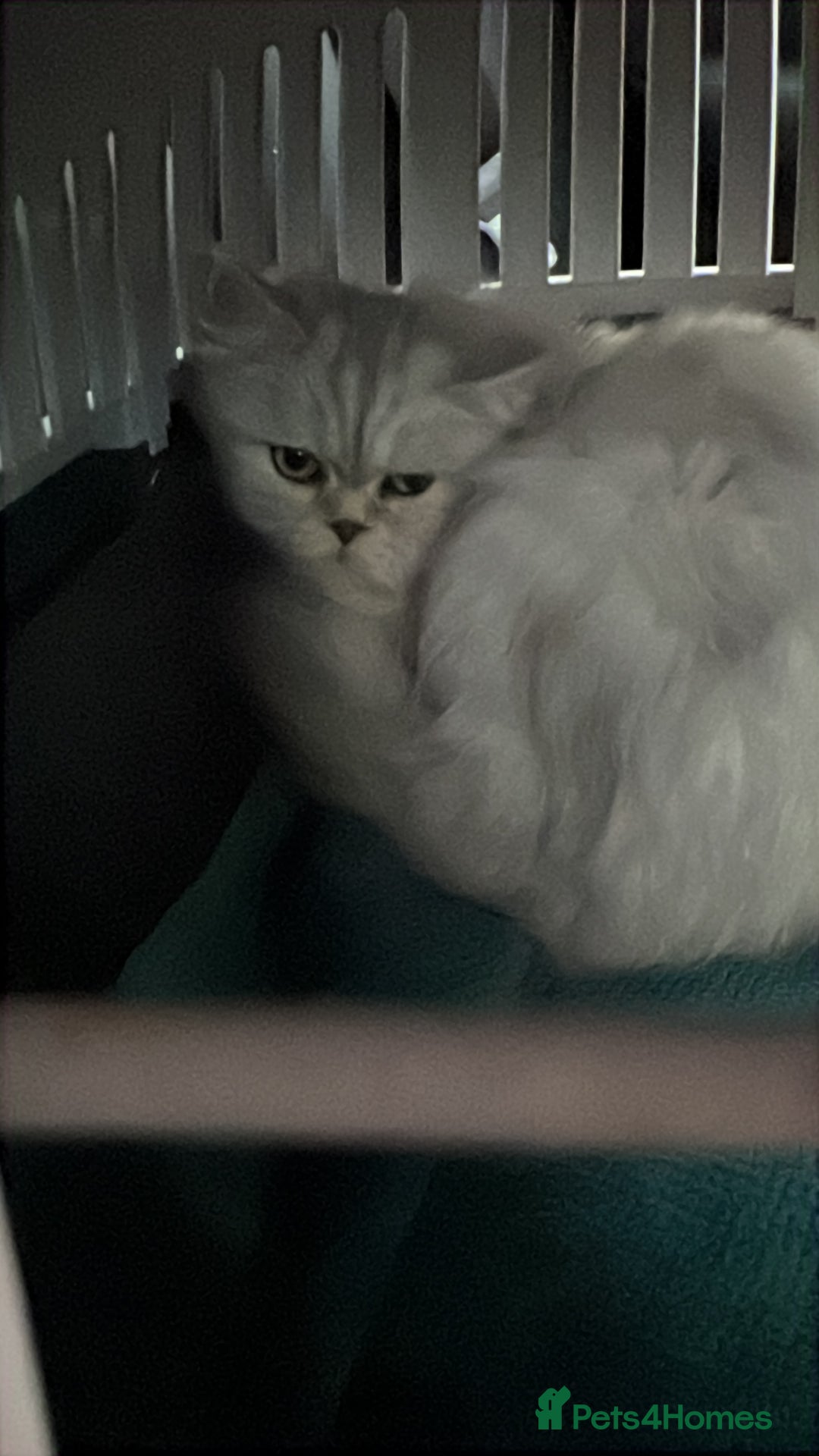 Scottish Fold cats for sale: Scottish Straight  - Image 6