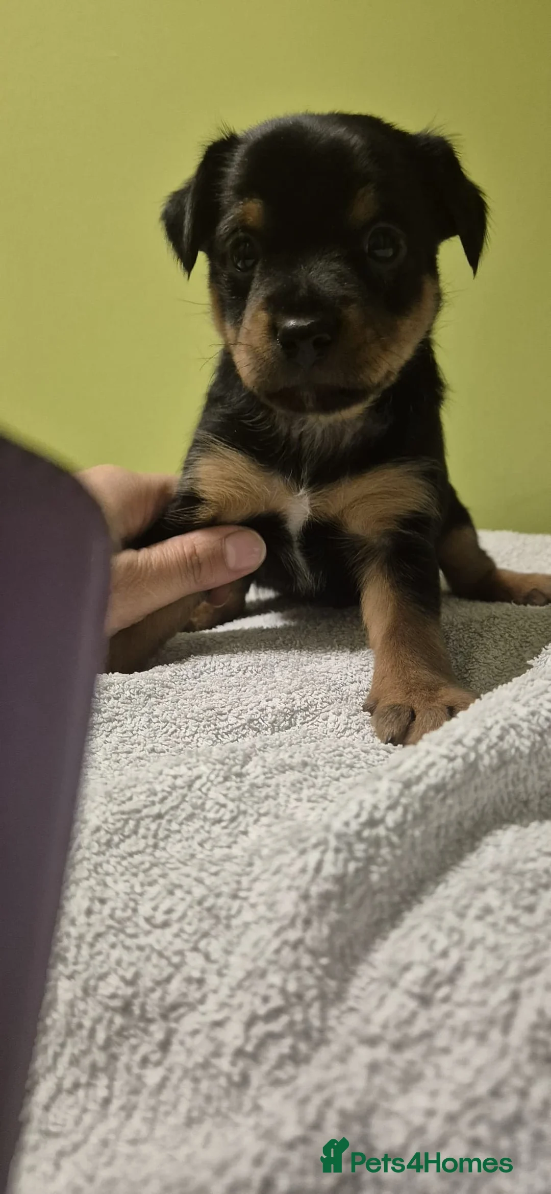 Mixed Breed dogs for sale: Yorkshire terrier mix brider - Advert 2