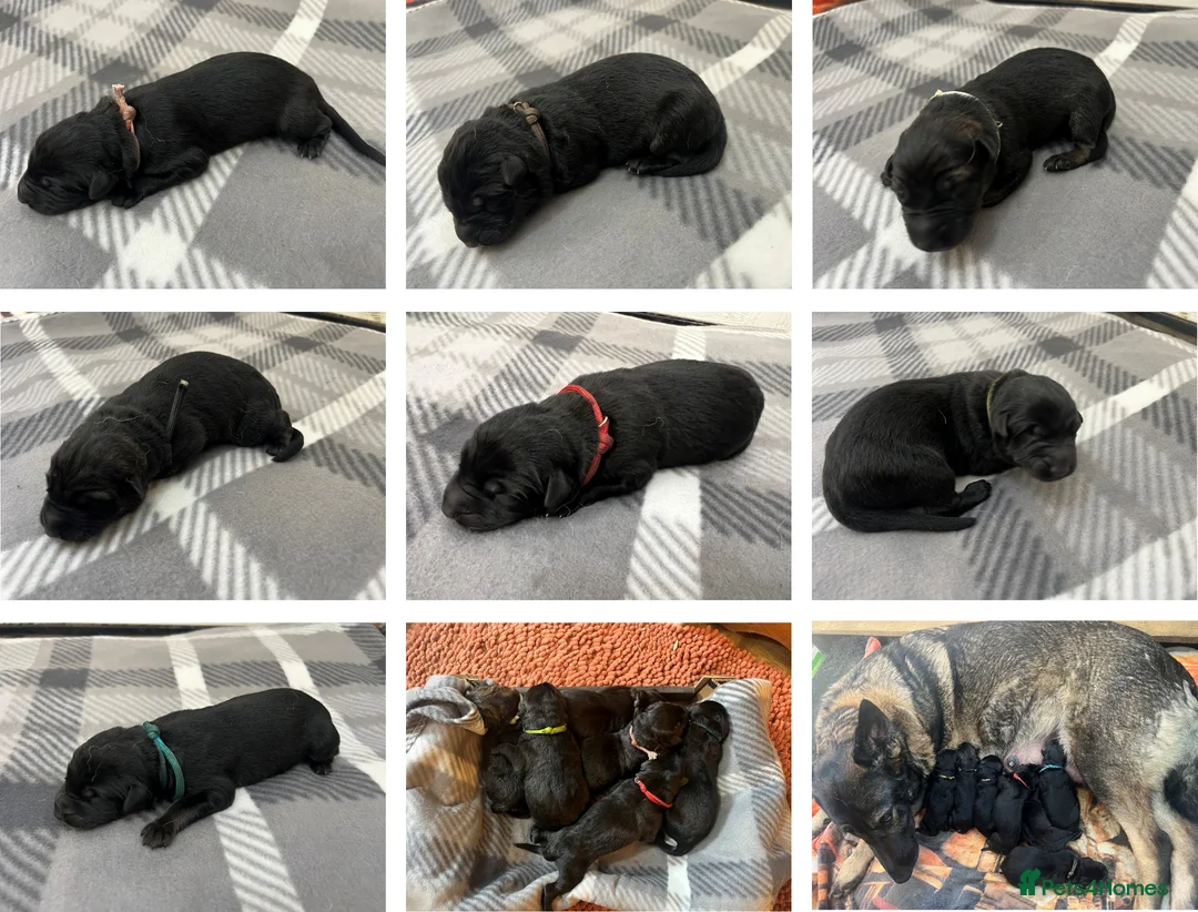 German Shepherd dogs for sale: Straight Back w/line German Shepherd puppies - Advert 1
