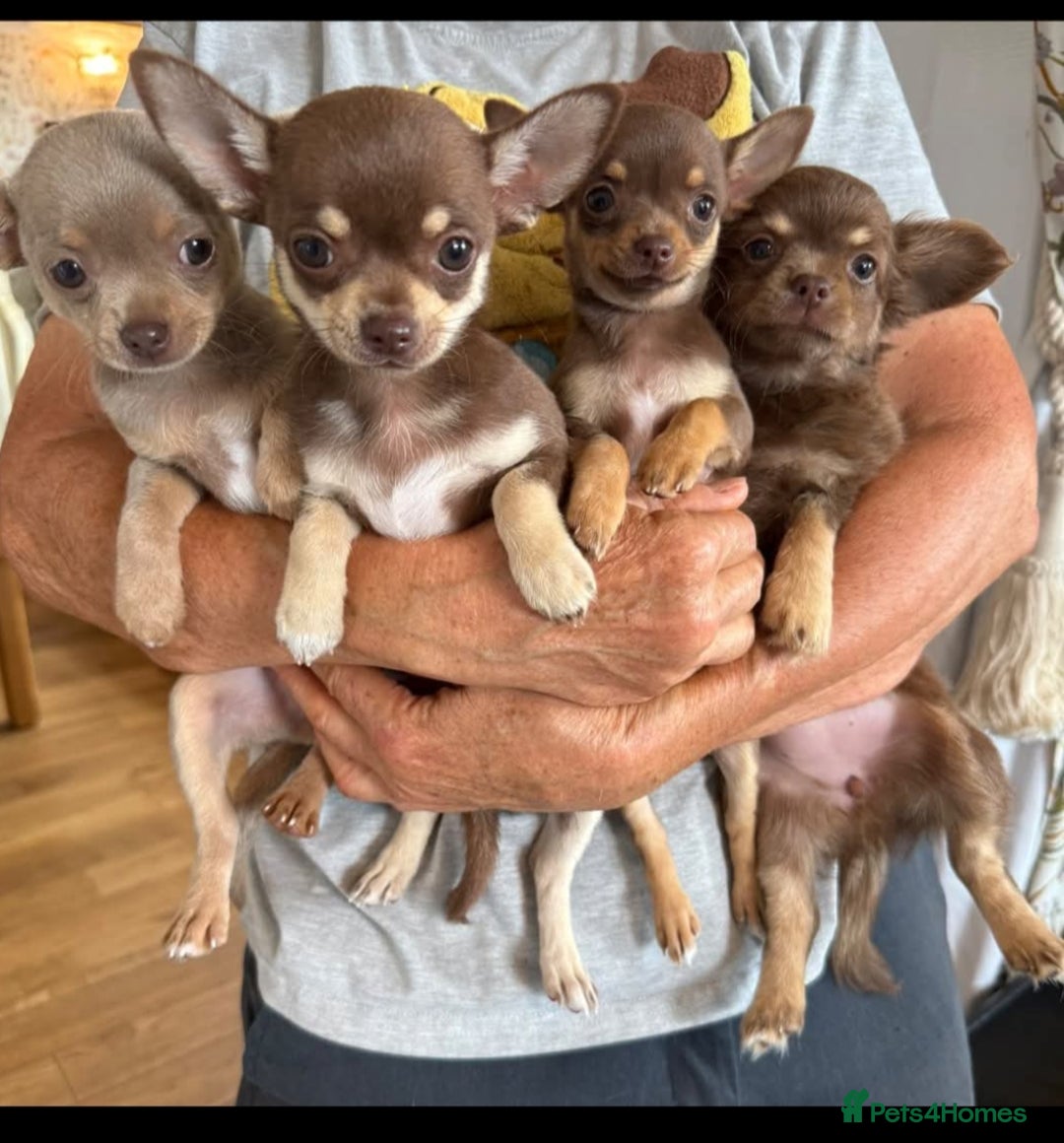 Chihuahua dogs for sale: Stunning tiny Chihuahua puppies. READY NOW - Image 3