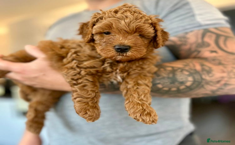 Cockapoo dogs - Advert 10