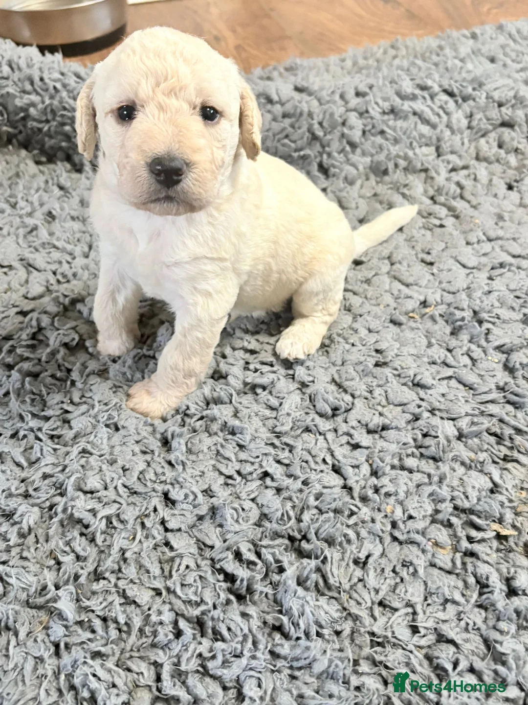 Mixed Breed dogs for sale: Eight cockapoo mix in Slough - Advert 6