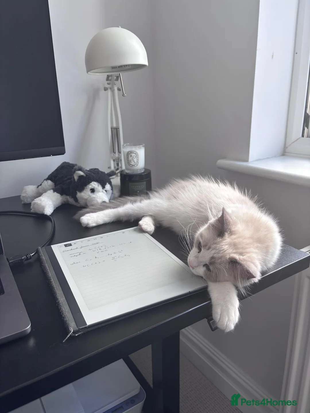 Ragdoll cats for sale: Male blue bicolour ragdoll to be rehomed - Advert 2