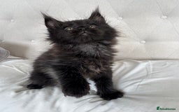 Maine Coon cats for sale: 4 big pure gorgeous Mainecoon boys  - Image 16